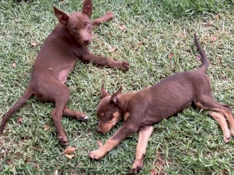 Kelpie Pups x 3