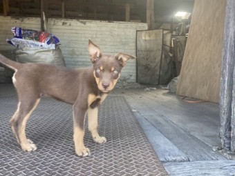 Kelpie Pups x 3