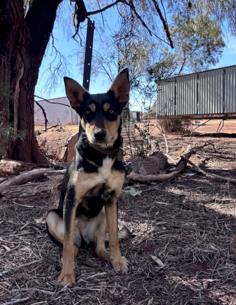 Female Kelpie