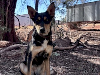 Female Kelpie