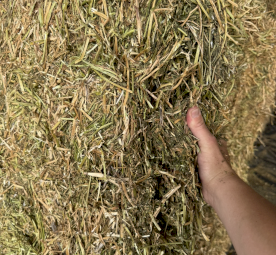 500mt Vetch Hay 8x4x3 Bales