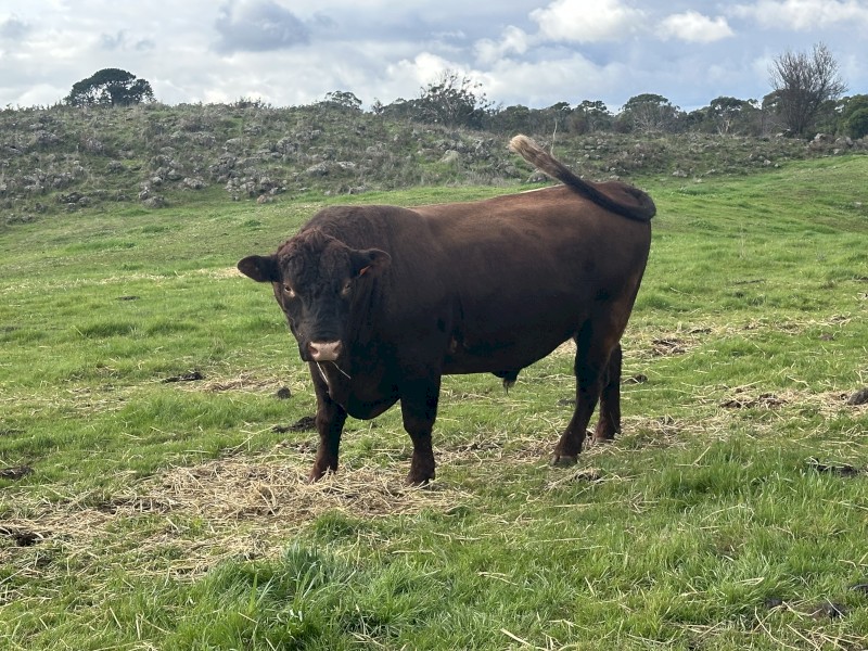 Registered Red Poll Bull -Turanga Stud