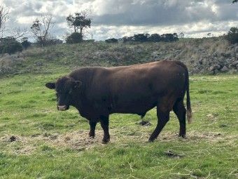 Registered Red Poll Bull -Turanga Stud