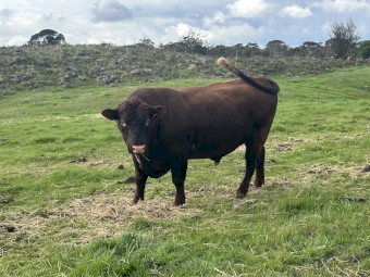 Registered Red Poll Bull -Turanga Stud
