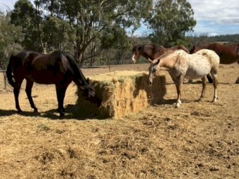 200mt Oaten Hay 585kg 8x4x3 Bales