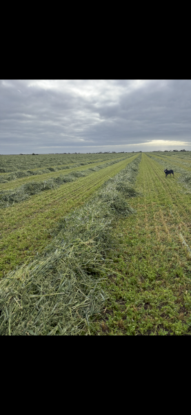 140mt Oaten Vetch Hay 560kg 8x4x3 Bales
