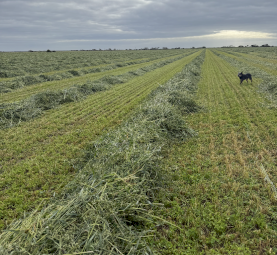 140mt Oaten Vetch Hay 560kg 8x4x3 Bales
