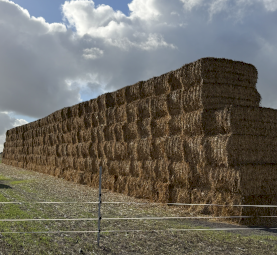 140mt Oaten Vetch Hay 560kg 8x4x3 Bales