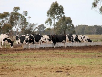 Concrete Feed Troughs 1m wide x 3m long for Cattle Feedlots
