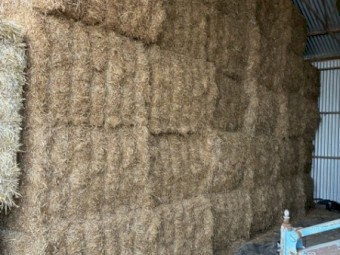 32mt Vetch Hay 730kg 8x4x3 Bales