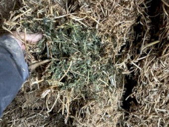 32mt Vetch Hay 730kg 8x4x3 Bales