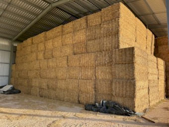 200mt Barley Straw 540kg 8x4x3 Bales
