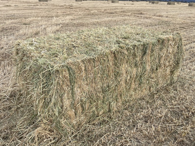 200mt Barley Hay 520-540kgs 8x4x3 Bales