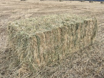 200mt Barley Hay 520-540kgs 8x4x3 Bales