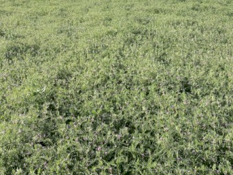 250mt Vetch Hay 640-670kg 8x4x3 Bales