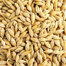 500mt La Trobe Barley