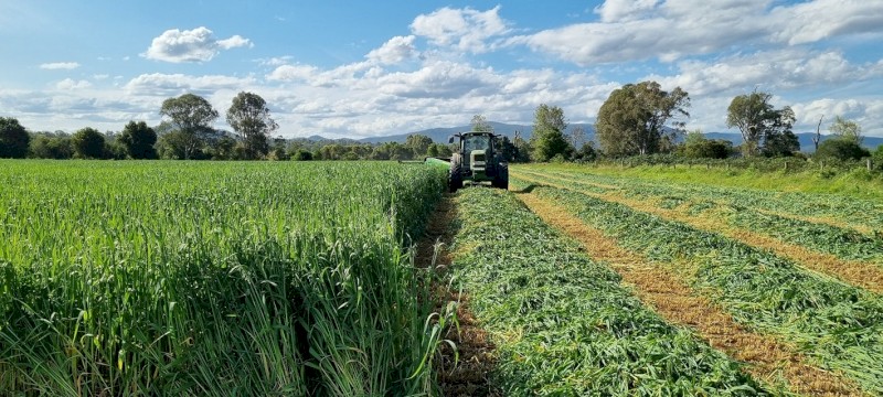 Oaten Hay 4x4 Round Bales