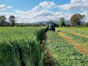 Oaten Hay 4x4 Round Bales