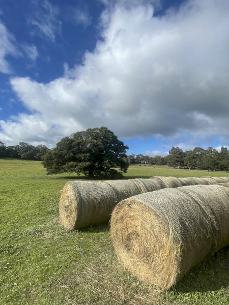 38 x Native Pasture Hay Round Bales