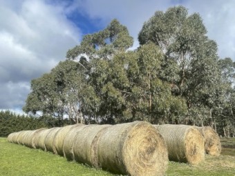 38 x Native Pasture Hay Round Bales