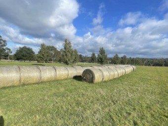 38 x Native Pasture Hay Round Bales