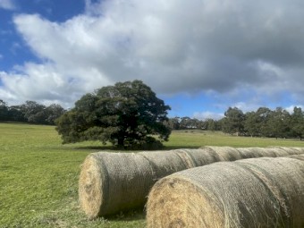 38 x Native Pasture Hay Round Bales