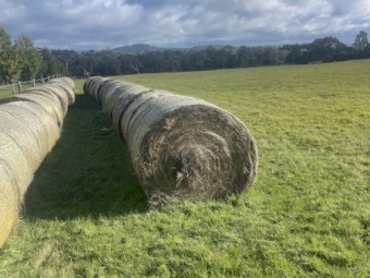 38 x Native Pasture Hay Round Bales