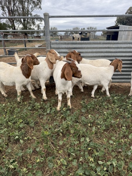 Boer Goat Does