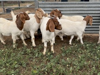 Boer Goat Does