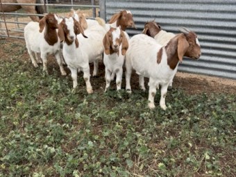 Boer Goat Does