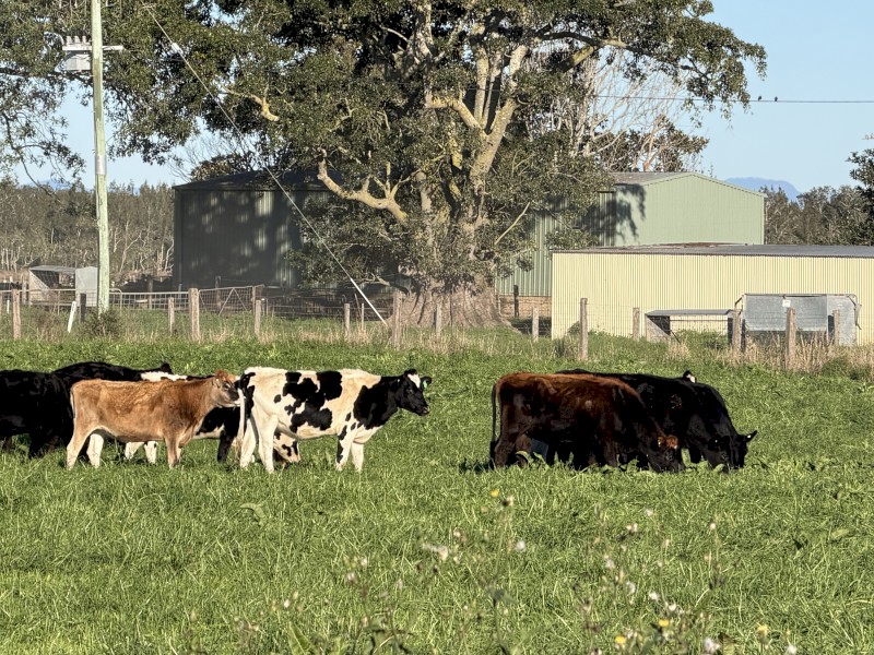90 Friesian & Friesian Jersey Cross Heifers (90 days vendor terms to approved purchaser)