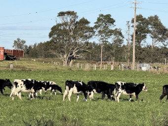 90 Friesian & Friesian Jersey Cross Heifers (90 days vendor terms to approved purchaser)
