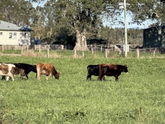 90 Friesian & Friesian Jersey Cross Heifers (90 days vendor terms to approved purchaser)