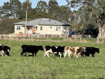 90 Friesian & Friesian Jersey Cross Heifers (90 days vendor terms to approved purchaser)