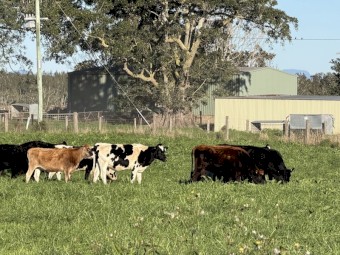 90 Friesian & Friesian Jersey Cross Heifers (90 days vendor terms to approved purchaser)