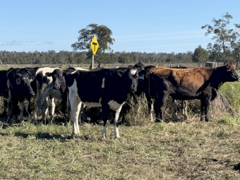90 Friesian x Jersey Station Mated Heifers (90 Days vendor terms to approved purchasers)