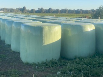 180 x Lucerne 540kg 4x4 Silage Round Bales