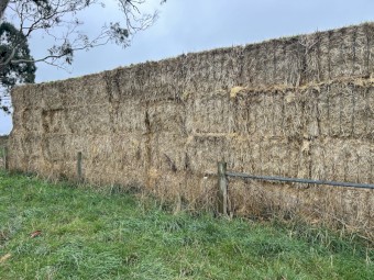 100 x Barley Straw 8x4x3 Bales