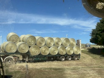 500 x Pasture Hay Rolls
