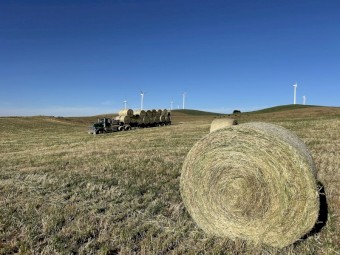 500 x Pasture Hay Rolls