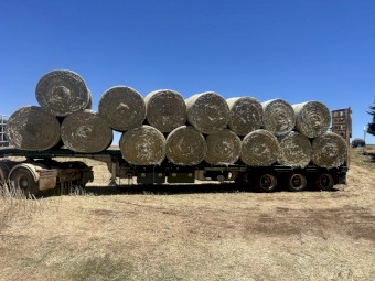 500 x Pasture Hay Rolls