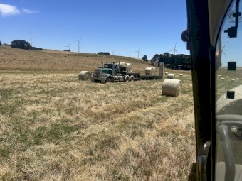 500 x Pasture Hay Rolls