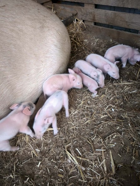 Pigs for sale