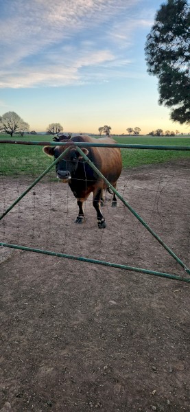 Jersey Bull