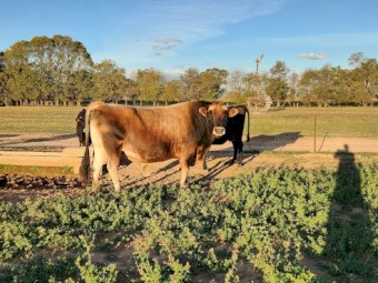 Jersey Bull