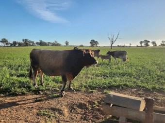 Jersey Bull