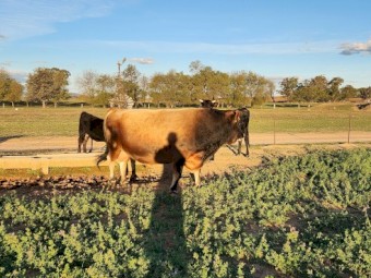 Jersey Bull