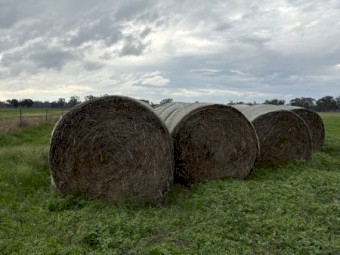 300 X Ryegrass Hay 5X4 Round Bales