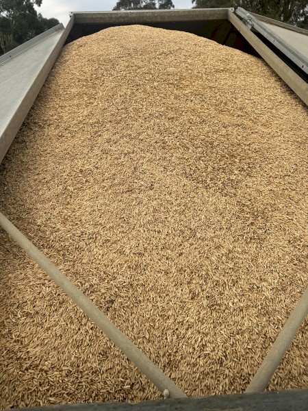 30mt Winteroo Oats