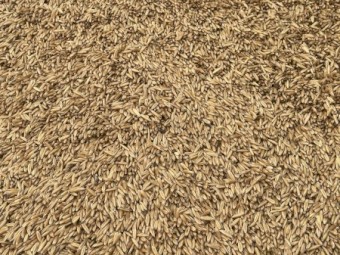 30mt Winteroo Oats